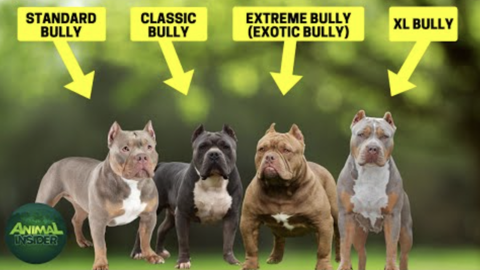 American Bully - Standard